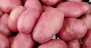 Genetically modified potatoes 'resist late blight'