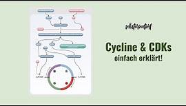 Cycline & Cyclin-Abhängige-Kinasen (CDKs) einfach erklärt - Bedeutung von RB & E2F | Cycline A D & E