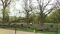 Historic tree removed at Lincoln Park Zoo