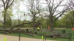 Historic tree removed at Lincoln Park Zoo