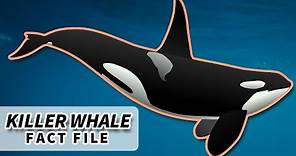 Orca Facts: the KILLER WHALE facts | Animal Fact Files