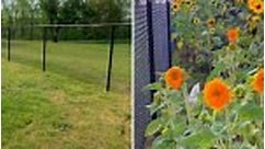 I DIYd my own plant privacy fence instead of forking our thousands to have one built – it looks better than a