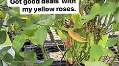 #flowergardening #GreenThumb #roselover #roses #yellowroses #fbreelsfypシ゚viral #fbreelsvideo #followers #StarsEverywhere #StarSender #fypシ゚viralシ #fypシ゚ # Lowe's Home Improvement | Edylyn Cueco Lado Kozlowski