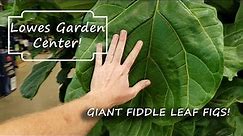 Shopping at Lowes Garden Center || Giant Fiddle Leaf Figs || Lantana Trees & More