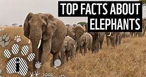Top facts about elephants | WWF