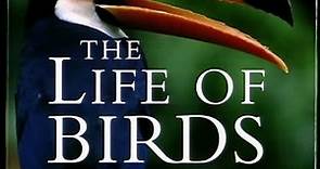 David Attenborough interview on The Life of Birds 1999