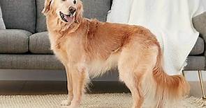 Learn About the Enthusiastic Golden Retriever
