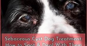 Sebaceous Cysts in Dogs: Symptoms, Causes, Treatment