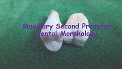 Maxillary second Premolar Dental anatomy