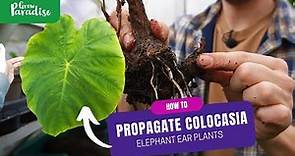 How to propagate & grow Colocasia plants (Taro)