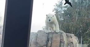 Cutest Polar Bear Cubs Take the Plunge at Toledo Zoo