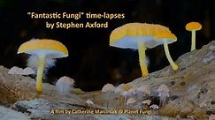 "Fantastic Fungi" time-lapses by Stephen Axford