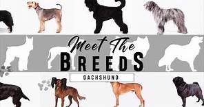 Meet the Breeds: Dachshund
