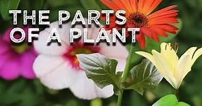 The Parts of a Plant (song for kids about flower/stem/leaves/roots)