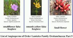 List of Angiosperms of Order Lamiales Family Orobanchaceae Part 5 paintbrush indian foxglove false
