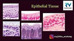 Epithelial Tissue | Histology of Epithelium | Structure of Epithelium | Embryology of Epithelium