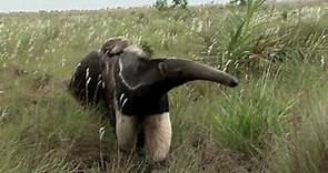 The Giant Anteater in Costa Rica?
