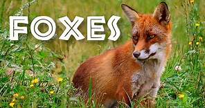 All About Foxes for Kids: Animal Videos for Children - FreeSchool