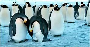 La marcia dei pinguini - Trailer