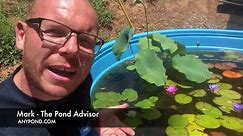 3 Main Water Lilies Types for the UK - Water Plants UK Pond