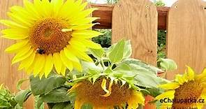Jak pěstovat slunečnici roční ze semen. Helianthus annuus