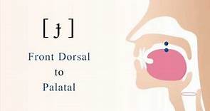 [ ɟ ] voiced unaspirated front dorsal palatal stop