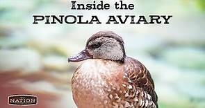 Inside the Pinola Aviary | DU Nation