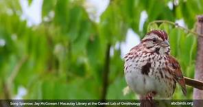 Listen to the Song Sparrow