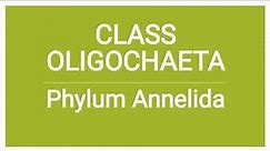 Class Oligochaeta | Earthworms | Phylum Annelida