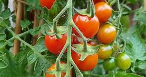 Solanum lycopersicum - Cherry tomato "Sweet Million"