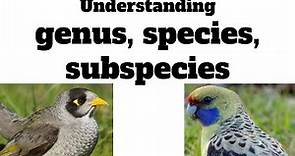 understanding genus, species, subspecies | a lesson in animal taxonomy