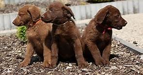 How to Hunt with a Chesapeake Bay Retriever - Tips and Tricks