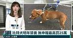 比特犬明年禁養 無申報最高罰25萬｜華視新聞 20211118