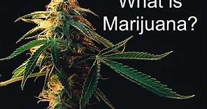 What is Marijuana?