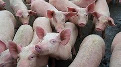 Pork farmers consider killing pigs due to financial strains from COVID-19