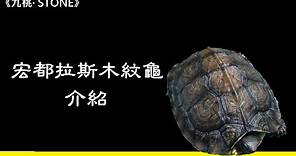 宏都拉斯木紋龜介紹【九桃介紹爬蟲】