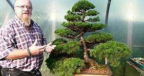 Graham Potter Bonsai Pruning Mugo Pine Niwaki Restoration