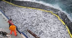 Amazing Big Catch Thousands Tons Fish With Modern Big Boat - Giant Net Fishing on the sea