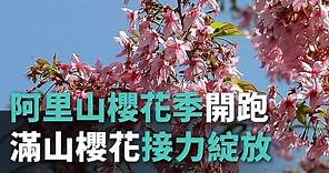 阿里山櫻花季開跑 滿山櫻花接力綻放【央廣新聞】
