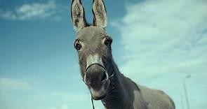 Wondrous donkey adventure EO decentres the human perspective in pursuit of a new way of seeing
