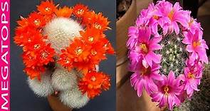 9 Cactus con Flores más Espectaculares