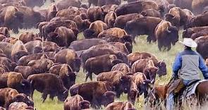 How US Ranchers Raise Thousands Of Bison - Bison Farming Documentary