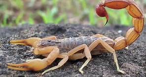 Scorpion Evolution | California Academy of Sciences