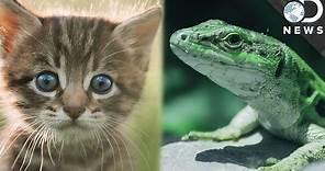 Warm-Blooded vs. Cold-Blooded: What’s The Difference?