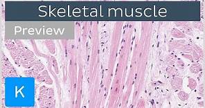 Skeletal muscle: tissue and structure (preview) - Human Histology | Kenhub