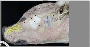 Anatomia Veterinária - Miologia: músculos da região da face - Cão