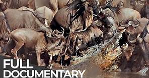 Serengeti: The Adventure | Free Documentary