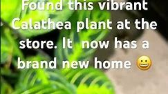 Gave this Calathea Prayer Plant a New Home#plants#plant#gardenliving #plantshopping#lowesplants