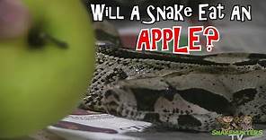 Will A Snake Eat An Apple? (Challenge)