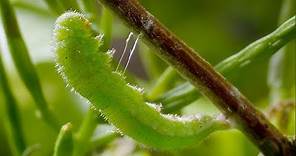 Caterpillar Cocoon Timelapse | BBC Earth